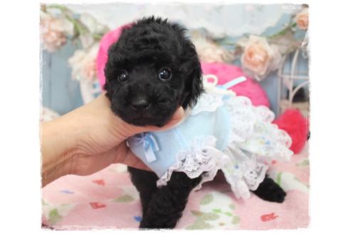 成約済の岡山県のトイプードル-98320の2枚目